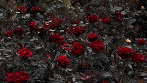Preview wallpaper roses, red, flowerbed, flowering, stems, leaves