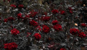 Preview wallpaper roses, red, flowerbed, flowering, stems, leaves