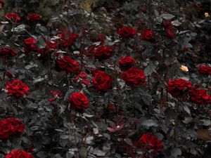 Preview wallpaper roses, red, flowerbed, flowering, stems, leaves