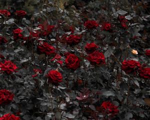 Preview wallpaper roses, red, flowerbed, flowering, stems, leaves