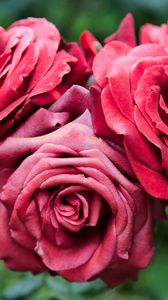 Preview wallpaper roses, red, flowers, closeup, bloom, plant