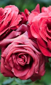 Preview wallpaper roses, red, flowers, closeup, bloom, plant