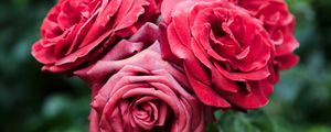 Preview wallpaper roses, red, flowers, closeup, bloom, plant