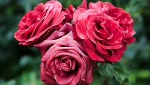 Preview wallpaper roses, red, flowers, closeup, bloom, plant
