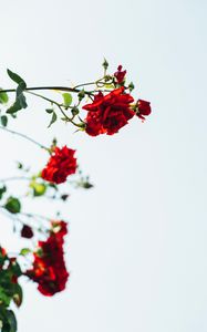 Preview wallpaper roses, red, flowers, bloom, plant