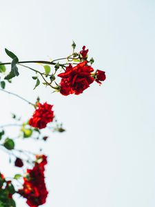 Preview wallpaper roses, red, flowers, bloom, plant