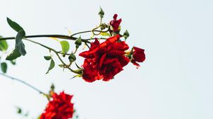 Preview wallpaper roses, red, flowers, bloom, plant