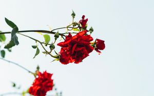 Preview wallpaper roses, red, flowers, bloom, plant