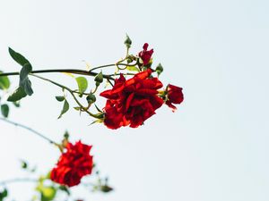 Preview wallpaper roses, red, flowers, bloom, plant