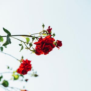Preview wallpaper roses, red, flowers, bloom, plant
