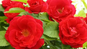 Preview wallpaper roses, red, loose, leaves, close-up