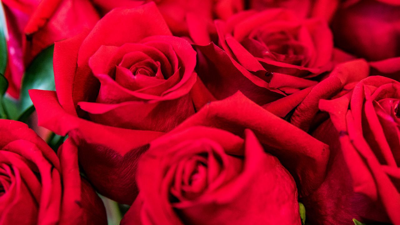 Wallpaper roses, red, petals, bouquet