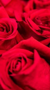 Preview wallpaper roses, red, petals, bouquet
