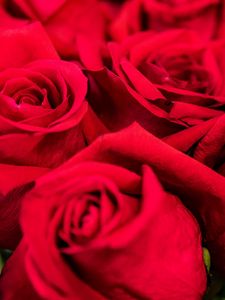 Preview wallpaper roses, red, petals, bouquet