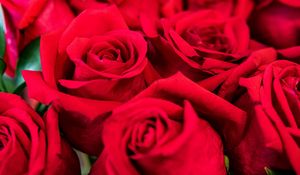 Preview wallpaper roses, red, petals, bouquet