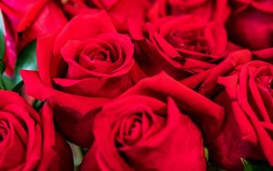 Preview wallpaper roses, red, petals, bouquet