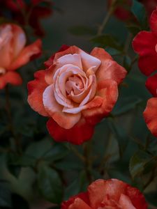Preview wallpaper roses, rose, garden, bud