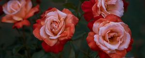 Preview wallpaper roses, rose, garden, bud