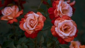 Preview wallpaper roses, rose, garden, bud