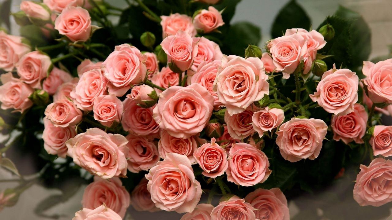 Wallpaper roses, rose petals, bouquet