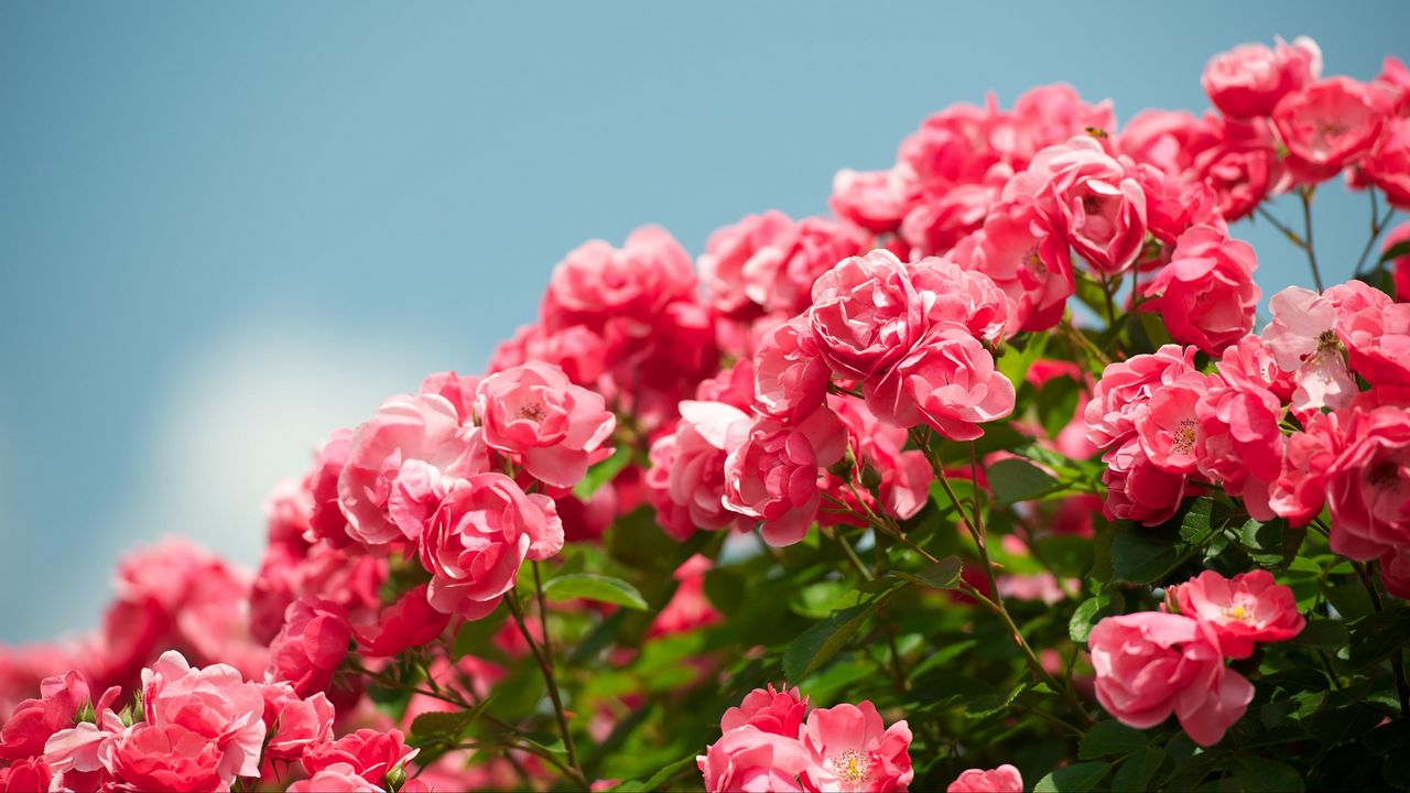 Wallpaper roses, shrub, sky, sharpness, beautiful