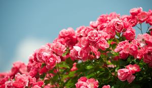 Preview wallpaper roses, shrub, sky, sharpness, beautiful