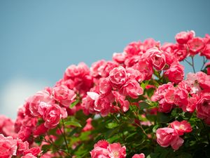 Preview wallpaper roses, shrub, sky, sharpness, beautiful