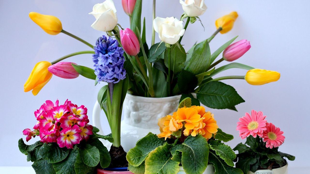 Wallpaper roses, tulips, herberas, hyacinths, primroses, bouquet, pots