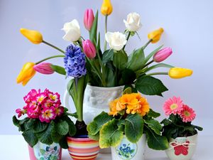 Preview wallpaper roses, tulips, herberas, hyacinths, primroses, bouquet, pots