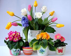 Preview wallpaper roses, tulips, herberas, hyacinths, primroses, bouquet, pots