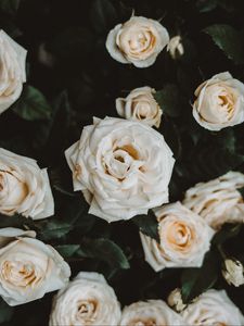 Preview wallpaper roses, white, flowers, bloom, plant