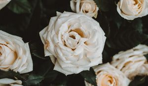 Preview wallpaper roses, white, flowers, bloom, plant