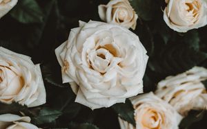 Preview wallpaper roses, white, flowers, bloom, plant