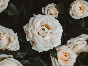 Preview wallpaper roses, white, flowers, bloom, plant