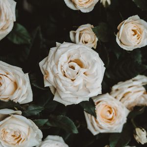 Preview wallpaper roses, white, flowers, bloom, plant