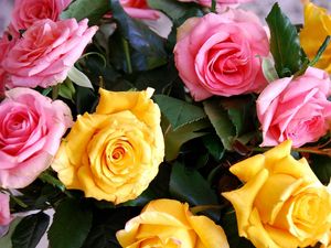 Preview wallpaper roses, yellow, pink, bouquet, buds