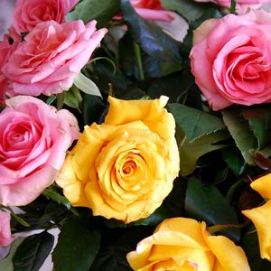 Preview wallpaper roses, yellow, pink, bouquet, buds