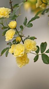 Preview wallpaper roses, yellow, spray, twig, blur