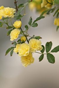 Preview wallpaper roses, yellow, spray, twig, blur