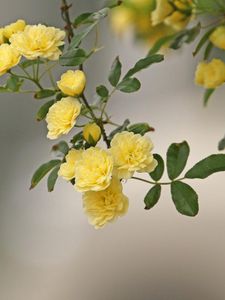 Preview wallpaper roses, yellow, spray, twig, blur