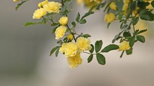 Preview wallpaper roses, yellow, spray, twig, blur