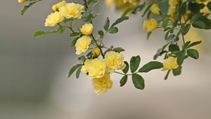 Preview wallpaper roses, yellow, spray, twig, blur