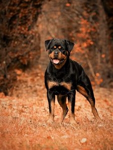 Preview wallpaper rottweiler, dog, autumn, walk