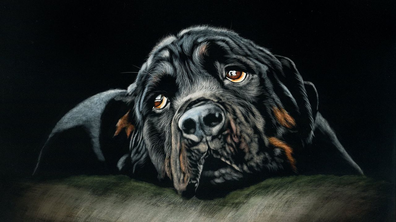 Wallpaper rottweiler, dog, black, art