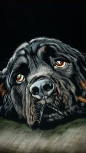 Preview wallpaper rottweiler, dog, black, art