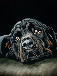 Preview wallpaper rottweiler, dog, black, art