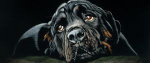 Preview wallpaper rottweiler, dog, black, art