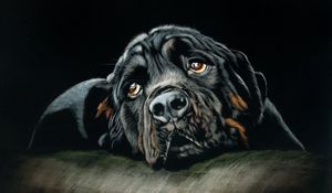 Preview wallpaper rottweiler, dog, black, art