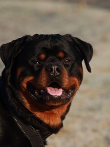 Preview wallpaper rottweiler, dog, muzzle, collar