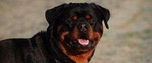 Preview wallpaper rottweiler, dog, muzzle, collar